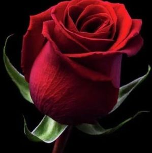 Meet your Posher, Lucie